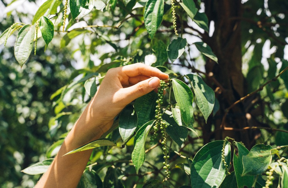 Giá tiêu hôm nay - thông tin giá mới nhất